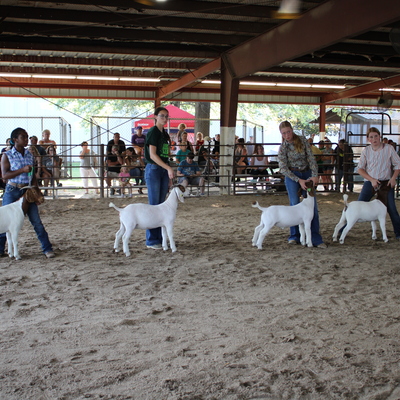 Showing goats at the county fair. The fair is a highlight for many 4-H members.