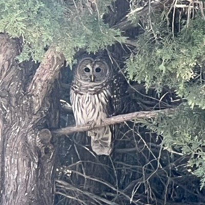 Barred Owl at Sportsman's Acres