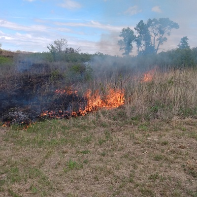 Prescribed Burn Habitat Improvement