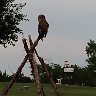 Barred Owl on Tee-Pee Poles