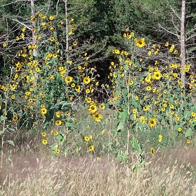 Native Sunflowers