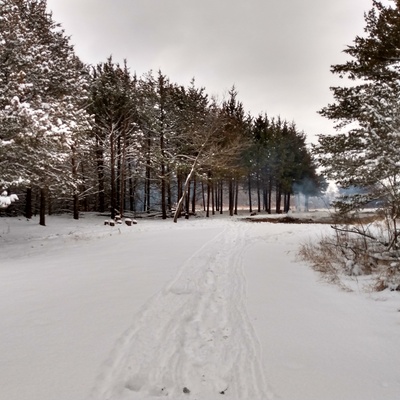 Cedars in Winter