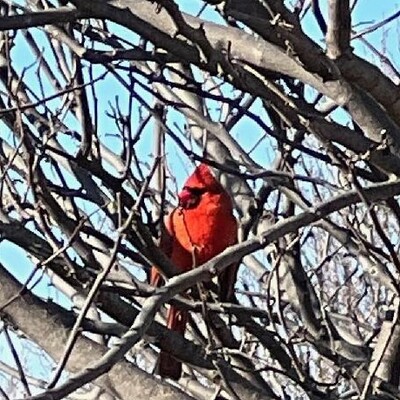Cardinal in Winter