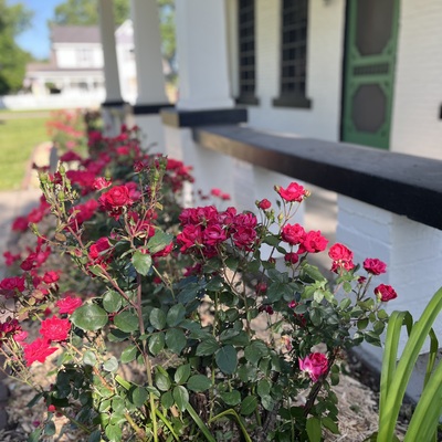 Roses in front of Historic Starcke House